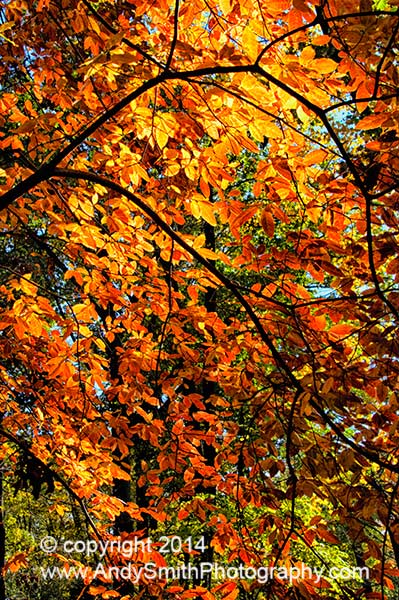 Fall Color at Jenkins
